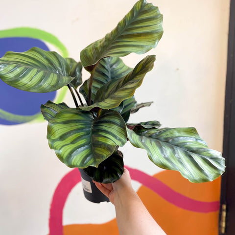 Prayer Plant - Calathea fasciata - Sprouts of Bristol