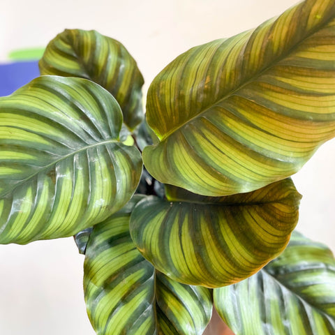 Prayer Plant - Calathea fasciata - Sprouts of Bristol