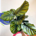 Prayer Plant - Calathea fasciata - Sprouts of Bristol