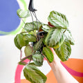 Prayer Plant - Maranta leuconeura 'Silver Band' - Sprouts of Bristol