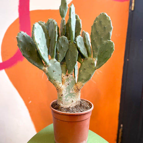 Prickly Pear - Opuntia vulgaris - Sprouts of Bristol