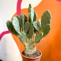 Prickly Pear - Opuntia vulgaris - Sprouts of Bristol