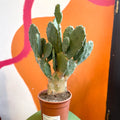 Prickly Pear - Opuntia vulgaris - Sprouts of Bristol