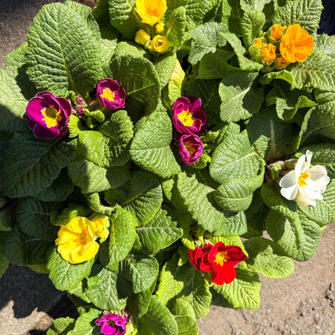Primula acaulis ‘Eclipse Rose’ - English Primrose - Sprouts of Bristol