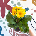 Primula elatior - Yellow Oxlip - Sprouts of Bristol