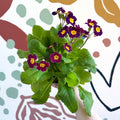 Primula × polyantha - Magenta - Laced Primrose - Sprouts of Bristol