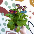 Primula × polyantha - Magenta - Laced Primrose - Sprouts of Bristol