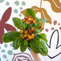 Primula × polyantha 'Red Laced' - Red - Laced Primrose - Sprouts of Bristol