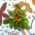 Primula × polyantha 'Red Laced' - Red - Laced Primrose - Sprouts of Bristol