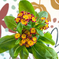 Primula × polyantha 'Red Laced' - Red - Laced Primrose - Sprouts of Bristol