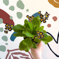 Primula × polyantha 'Silver Laced' - Silver - Laced Primrose - Sprouts of Bristol