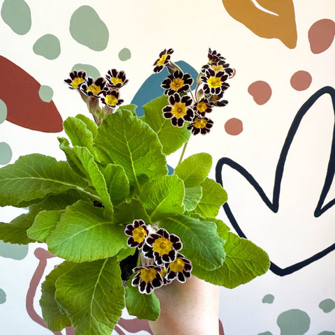 Primula × polyantha 'Silver Laced' - Silver - Laced Primrose - Sprouts of Bristol