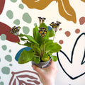 Primula × polyantha 'Silver Laced' - Silver - Laced Primrose - Sprouts of Bristol