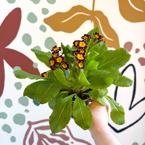 Primula × polyantha 'Victoriana Gold Lace' - Red & Gold - Laced Primrose - Sprouts of Bristol