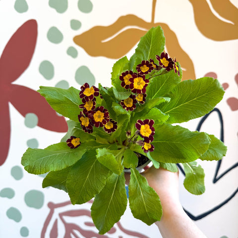 Primula × polyantha 'Victoriana Gold Lace' - Red & Gold - Laced Primrose - Sprouts of Bristol