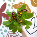 Primula × polyantha 'Victoriana Gold Lace' - Red & Gold - Laced Primrose - Sprouts of Bristol