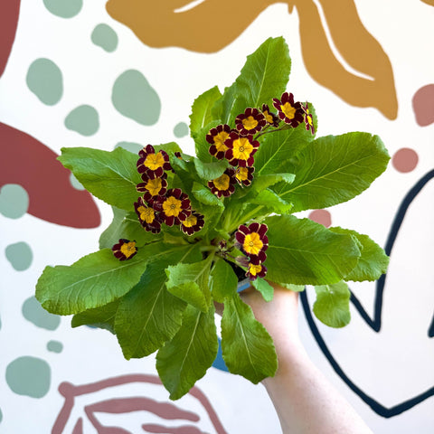 Primula × polyantha 'Victoriana Gold Lace' - Red & Gold - Laced Primrose - Sprouts of Bristol