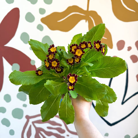 Primula × polyantha 'Victoriana Gold Lace' - Red & Gold - Laced Primrose - Sprouts of Bristol