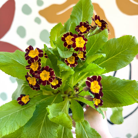 Primula × polyantha 'Victoriana Gold Lace' - Red & Gold - Laced Primrose - Sprouts of Bristol