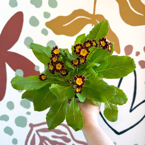 Primula × polyantha 'Victoriana Gold Lace' - Red & Gold - Laced Primrose - Sprouts of Bristol