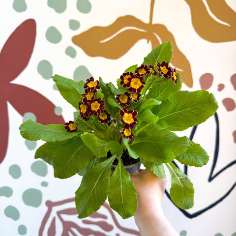 Primula × polyantha 'Victoriana Gold Lace' - Red & Gold - Laced Primrose - Sprouts of Bristol