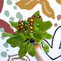 Primula × polyantha 'Victoriana Gold Lace' - Red & Gold - Laced Primrose - Sprouts of Bristol