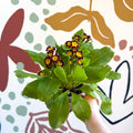 Primula × polyantha 'Victoriana Gold Lace' - Red & Gold - Laced Primrose - Sprouts of Bristol