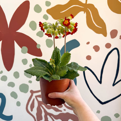 Primula veris - Red Cowslip - British Grown - Sprouts of Bristol