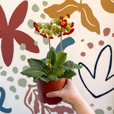 Primula veris - Red Cowslip - British Grown - Sprouts of Bristol