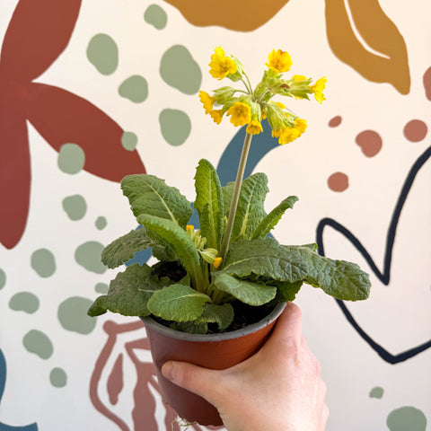 Primula veris - Yellow Cowslip - British Grown - Sprouts of Bristol