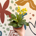 Primula veris - Yellow Cowslip - British Grown - Sprouts of Bristol