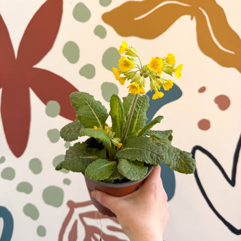 Primula veris - Yellow Cowslip - British Grown - Sprouts of Bristol