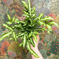 Pteris cretica 'Albolineata' - Ribbon Fern - Sprouts of Bristol