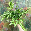 Pteris cretica 'Albolineata' - Ribbon Fern - Sprouts of Bristol