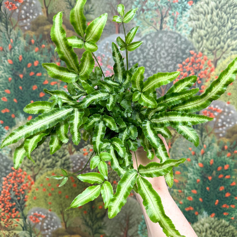 Pteris cretica 'Albolineata' - Ribbon Fern - Sprouts of Bristol