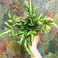 Pteris cretica 'Albolineata' - Ribbon Fern - Sprouts of Bristol
