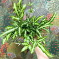 Pteris cretica 'Albolineata' - Ribbon Fern - Sprouts of Bristol