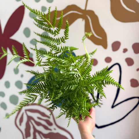 Pteris straminea – Silver Brake Fern - Sprouts of Bristol