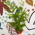 Pteris straminea – Silver Brake Fern - Sprouts of Bristol