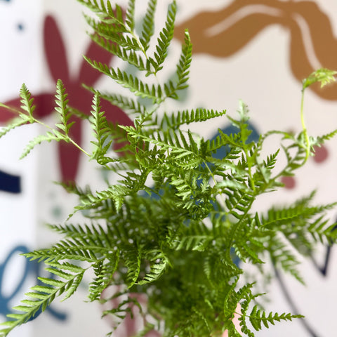 Pteris straminea – Silver Brake Fern - Sprouts of Bristol