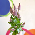 Ptilotus exaltatus ‘Joey’ - Mulla Mulla - Sprouts of Bristol