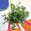 Purple Gromwell - Glandora prostrata 'Grace Ward' - British Grown Perennial - Sprouts of Bristol