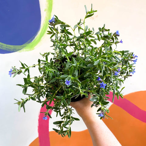 Purple Gromwell - Glandora prostrata 'Grace Ward' - British Grown Perennial - Sprouts of Bristol