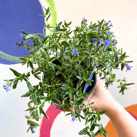 Purple Gromwell - Glandora prostrata 'Grace Ward' - British Grown Perennial - Sprouts of Bristol