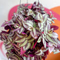 Purple Inch Plant- Tradescantia zebrina 'Purpusii' - Sprouts of Bristol
