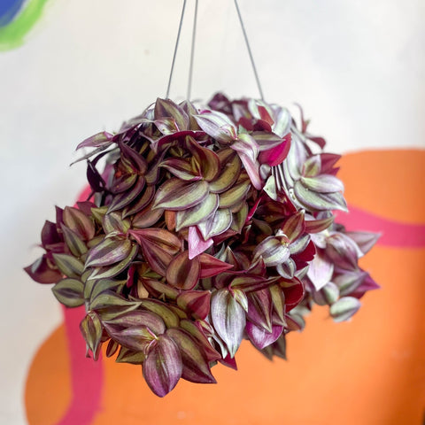 Purple Inch Plant- Tradescantia zebrina 'Purpusii' - Sprouts of Bristol