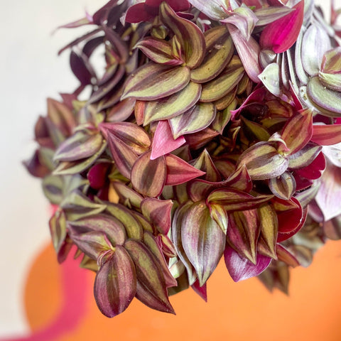Purple Inch Plant- Tradescantia zebrina 'Purpusii' - Sprouts of Bristol