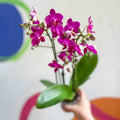 Purple Pink Moth Orchid - Phalaenopsis - Sprouts of Bristol