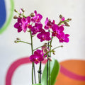 Purple Pink Moth Orchid - Phalaenopsis - Sprouts of Bristol