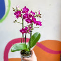 Purple Pink Moth Orchid - Phalaenopsis - Sprouts of Bristol